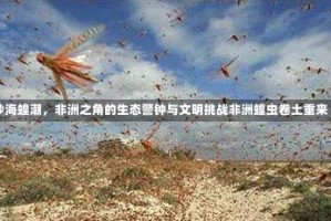 沙海蝗潮，非洲之角的生态警钟与文明挑战非洲蝗虫卷土重来