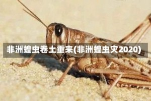 非洲蝗虫卷土重来(非洲蝗虫灾2020)