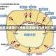 成都交通限行/成都交通限行几点到几点