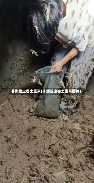 非洲蝗虫卷土重来(非洲蝗虫卷土重来图片)-第2张图片