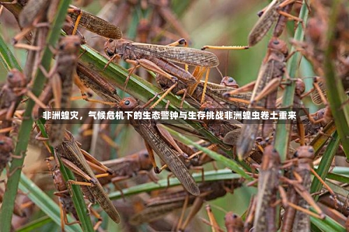 非洲蝗灾，气候危机下的生态警钟与生存挑战非洲蝗虫卷土重来-第1张图片